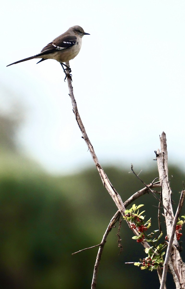 Northern Mockingbird - ML647865892