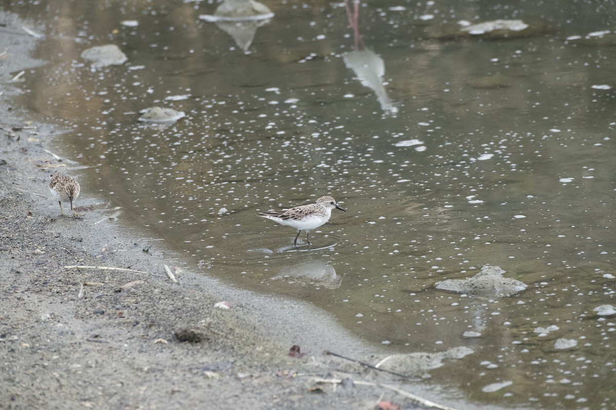 Semipalmated Sandpiper - ML647865914
