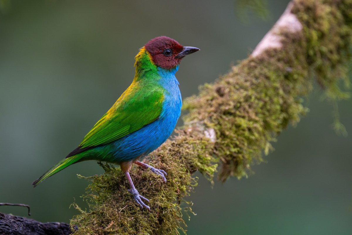 Calliste rouverdin - ML647865927