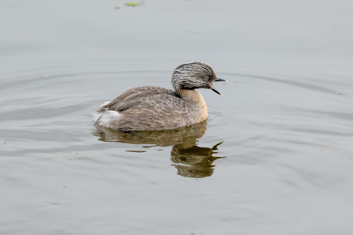 Hoary-headed Grebe - ML647865930