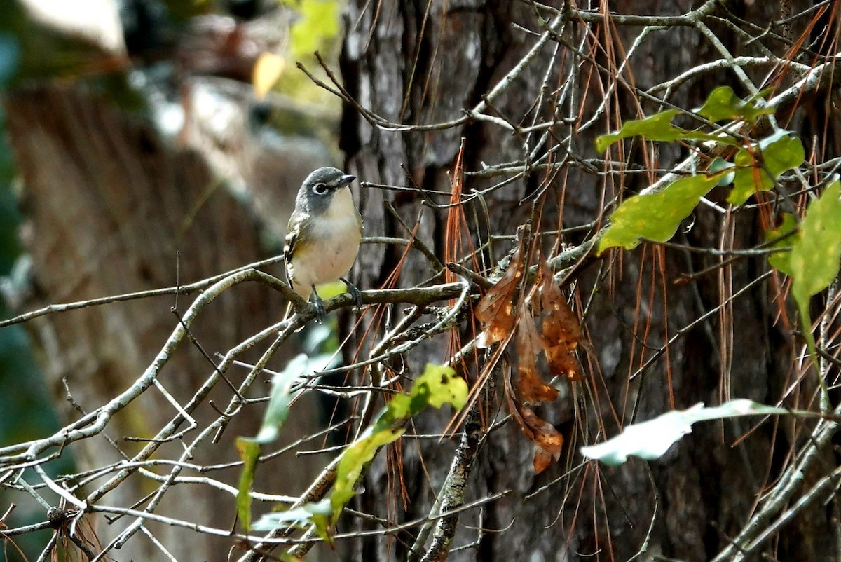 eremittvireo - ML647865935