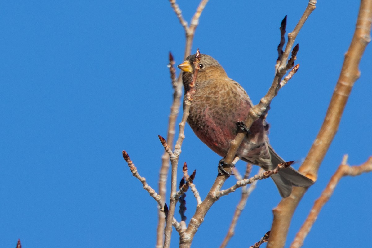 Gray-crowned Rosy-Finch - ML647865938