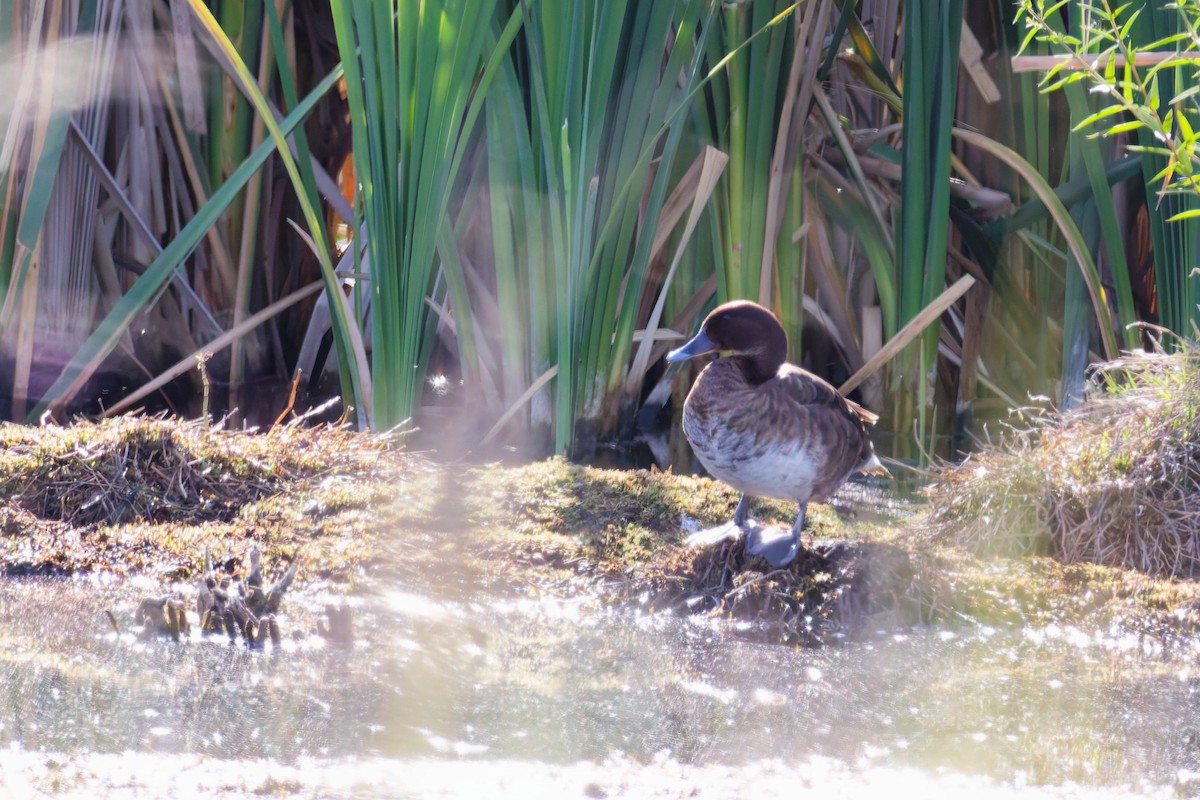 Hardhead - ML647866004