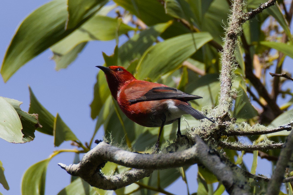 アカハワイミツスイ - ML647866077