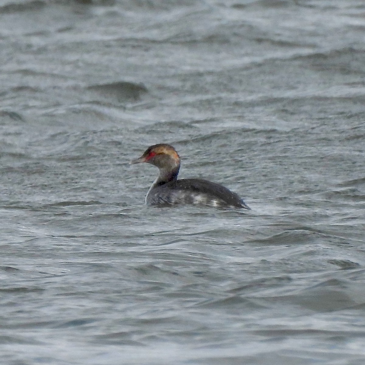 Красношейная поганка - ML647866078