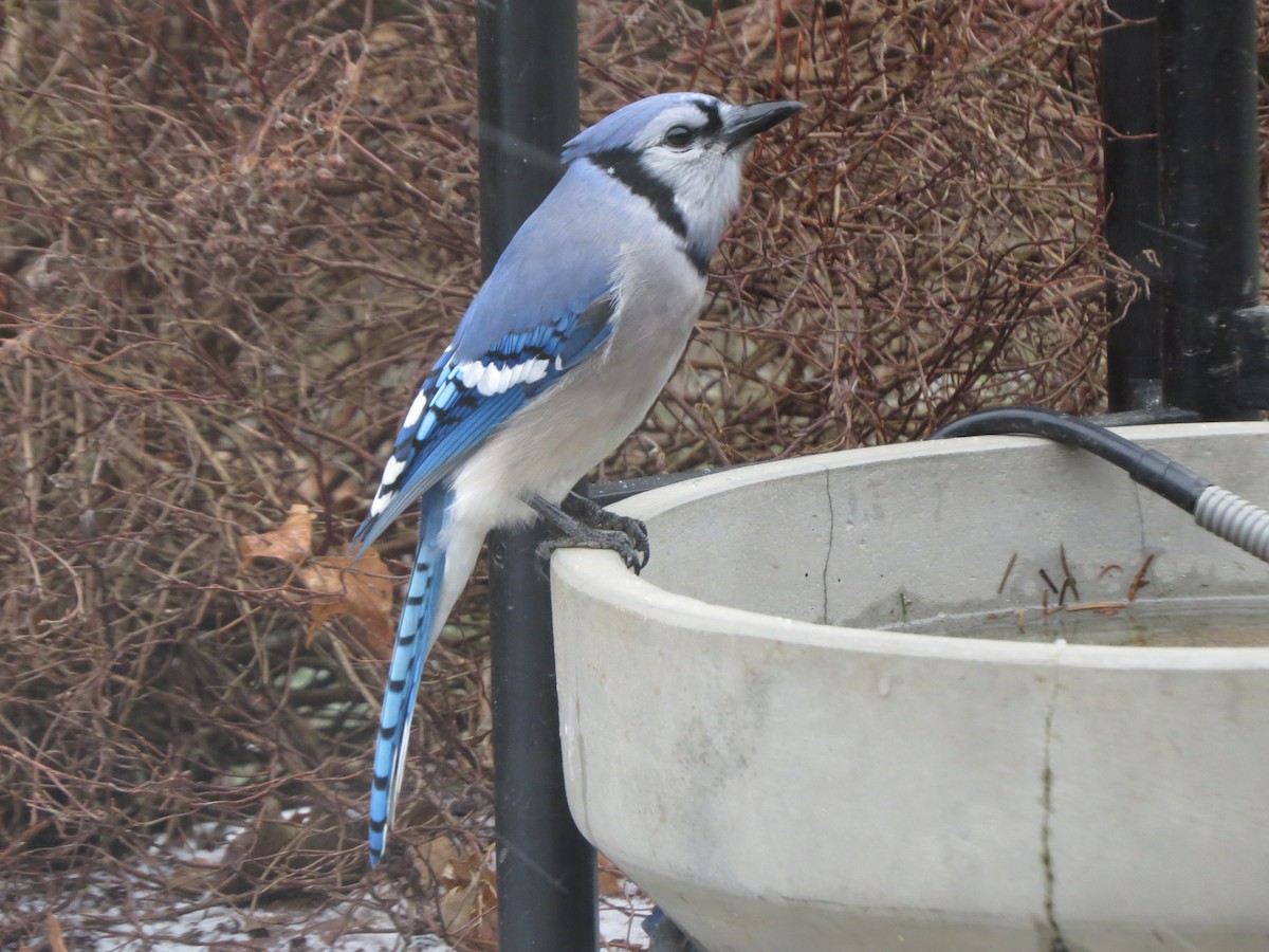 Blue Jay - ML647866153