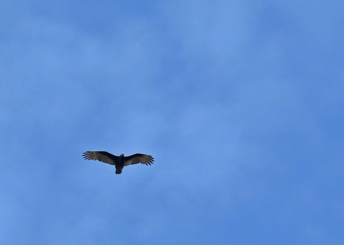 Turkey Vulture - ML647866175