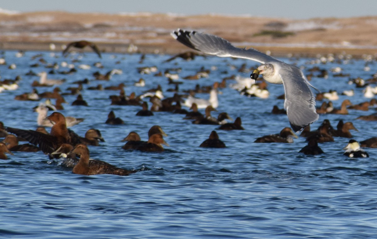 American Herring Gull - ML647866254