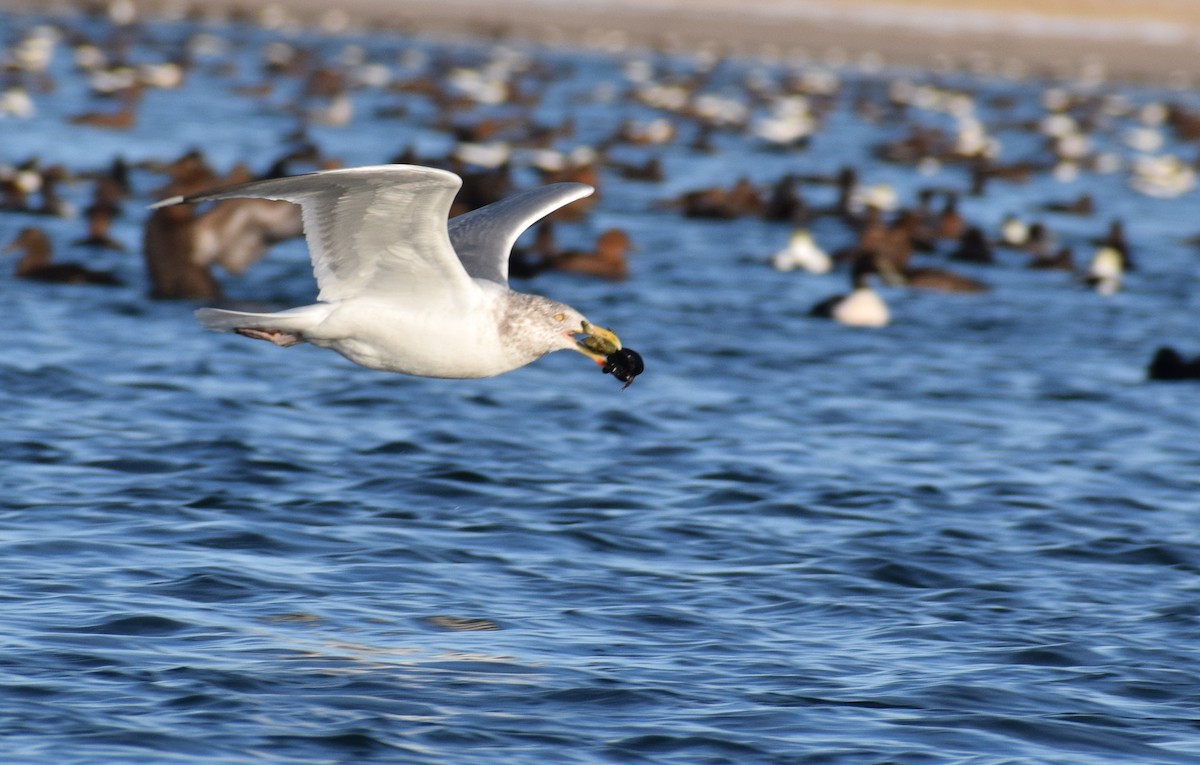 American Herring Gull - ML647866257