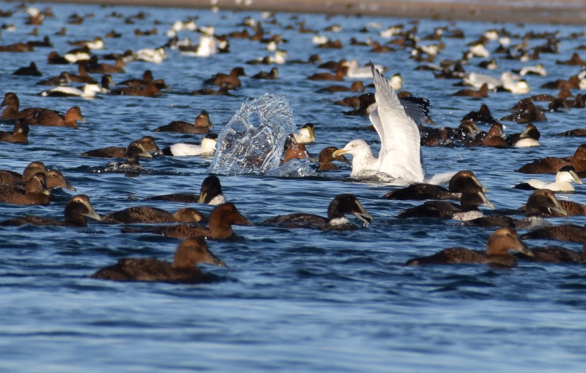American Herring Gull - ML647866259