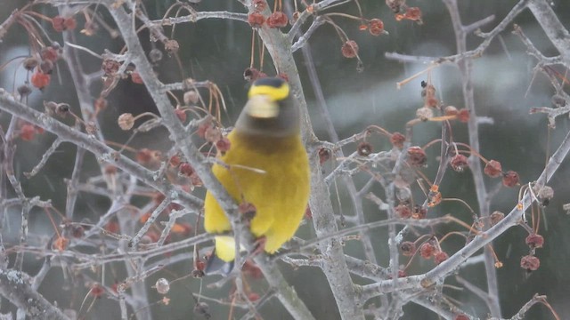 キビタイシメ - ML647866282