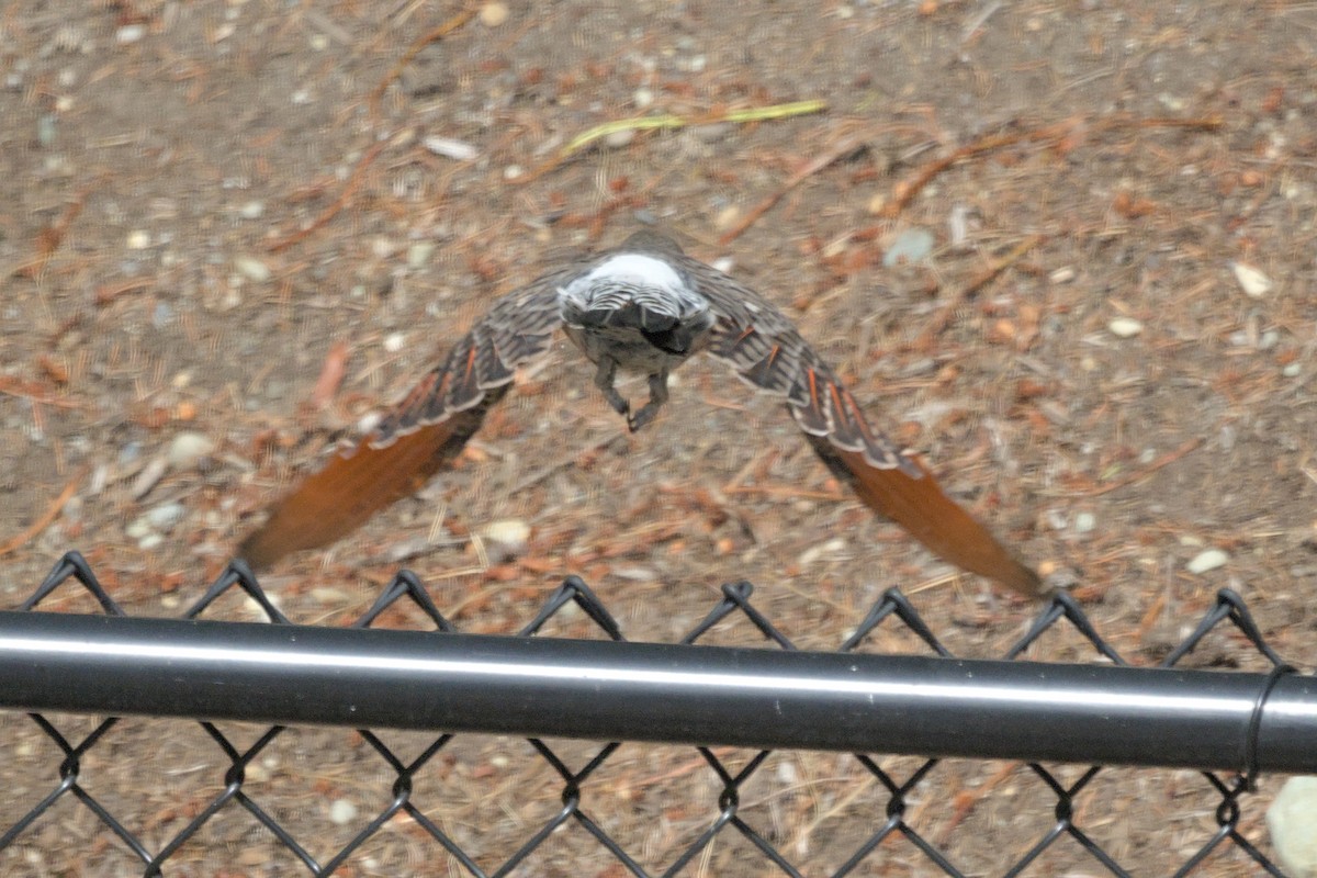 datel zlatý - ML647866320