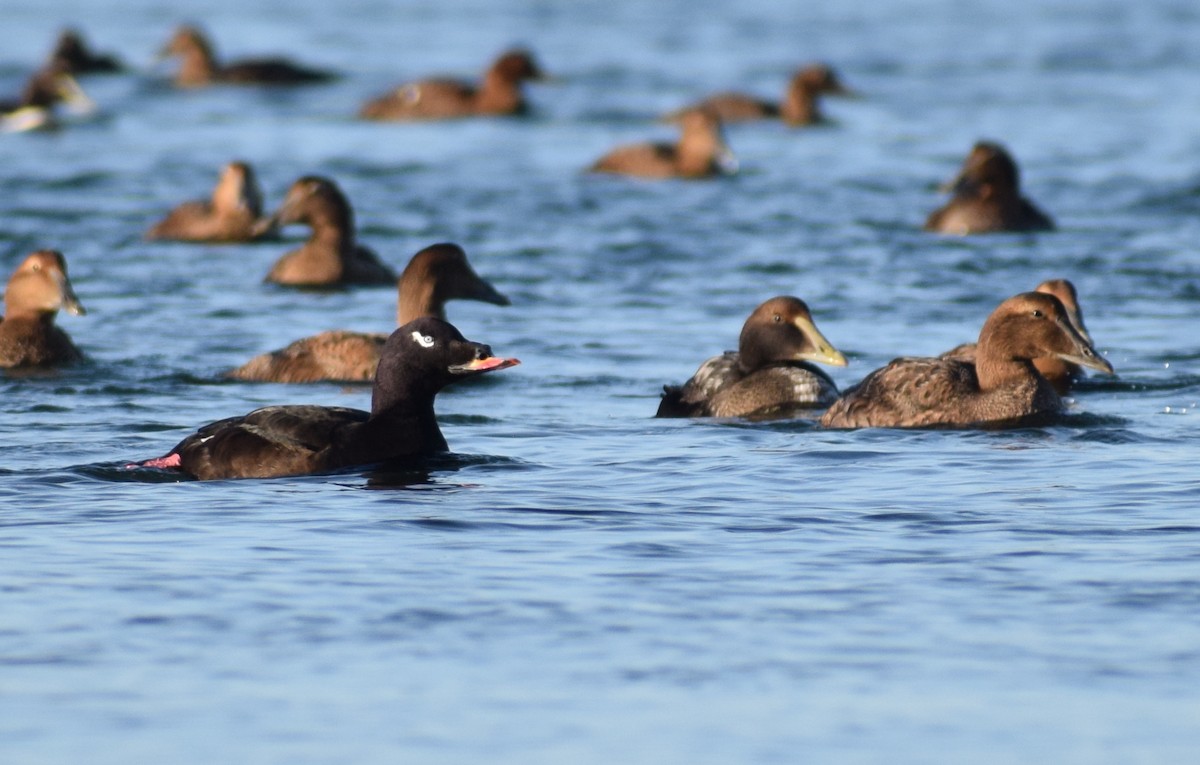turpan kanadský - ML647866331