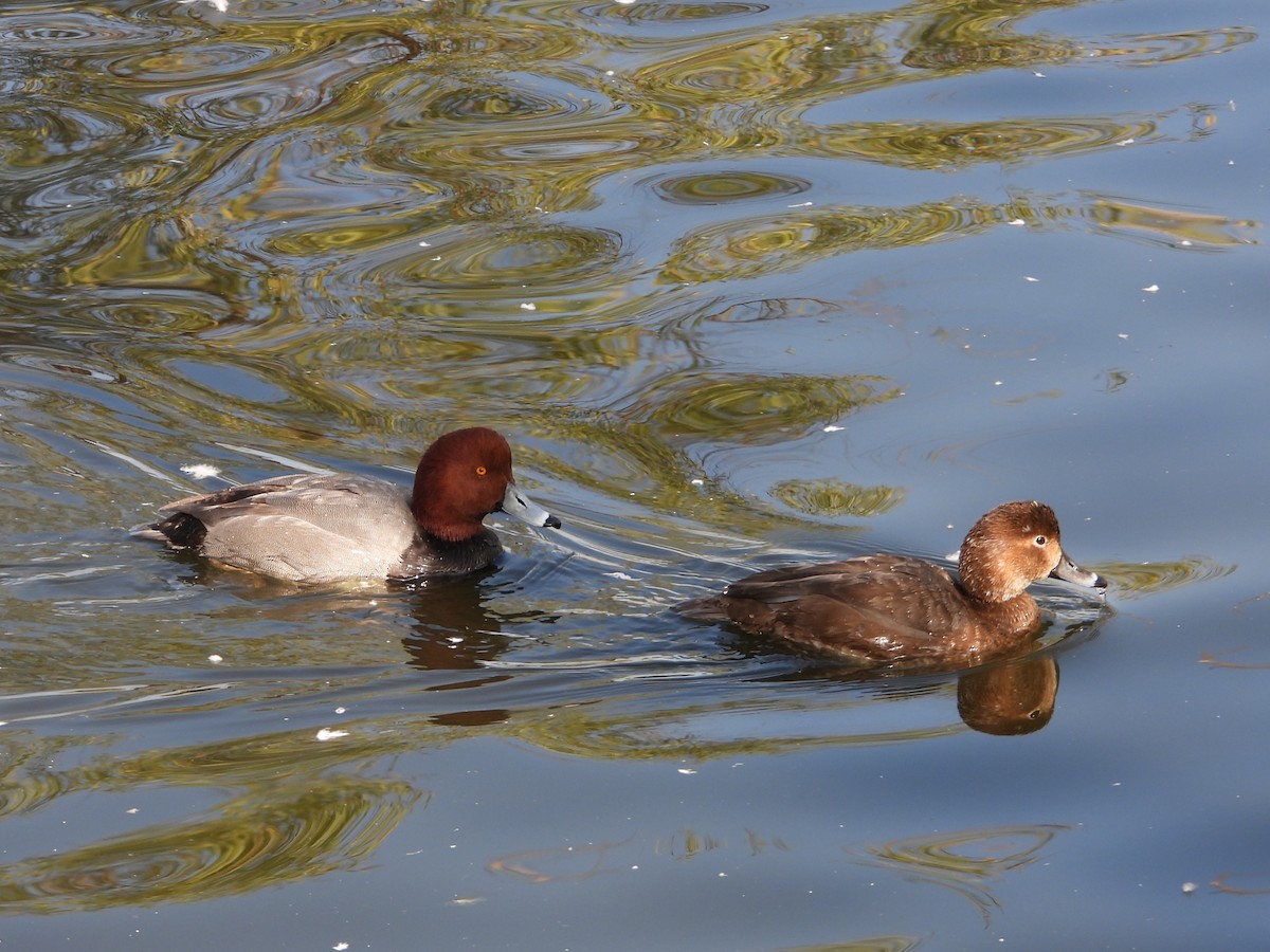 polák americký - ML647866332