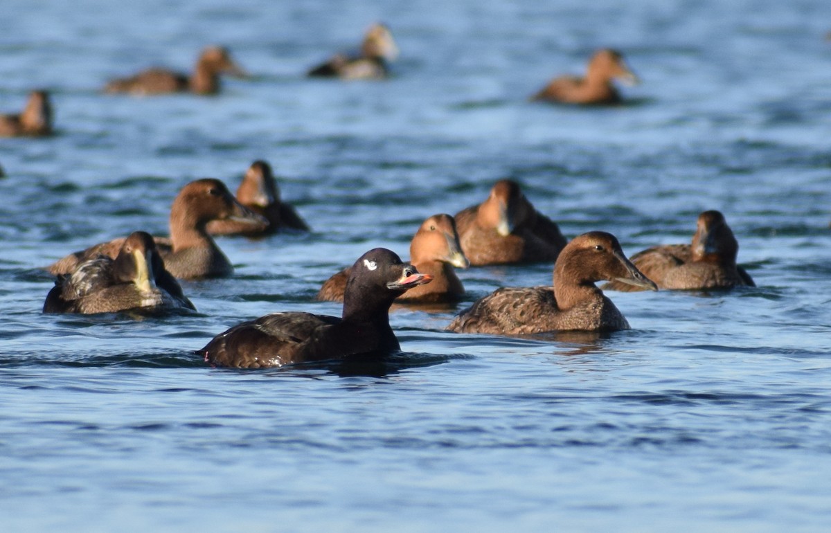 turpan kanadský - ML647866338