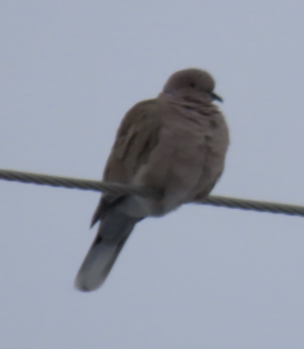 hrdlička zahradní - ML647866339