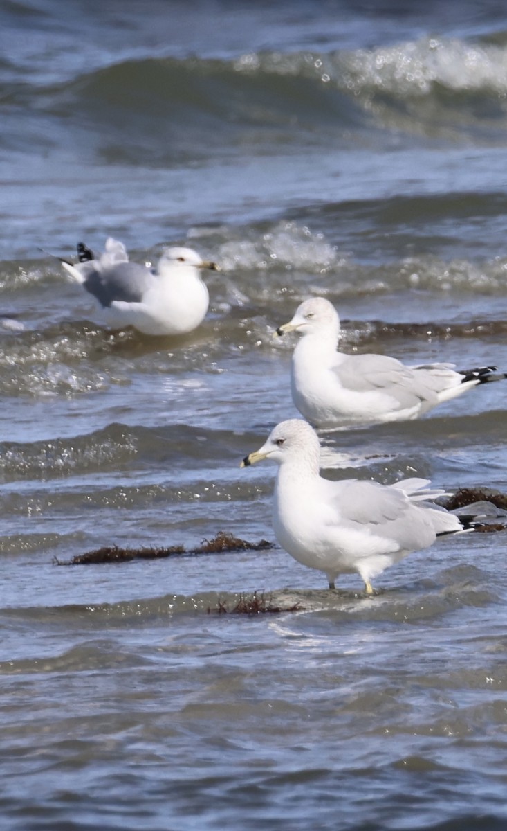 racek kroužkozobý - ML647866340