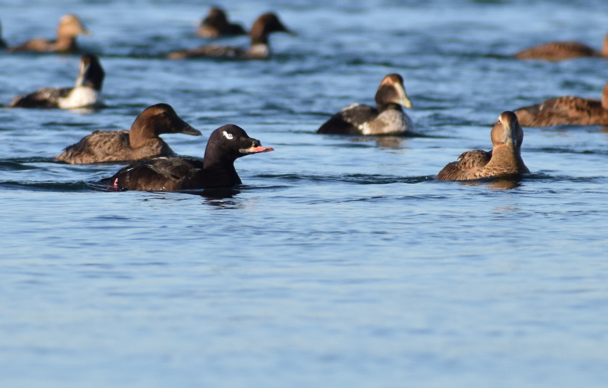 turpan kanadský - ML647866341
