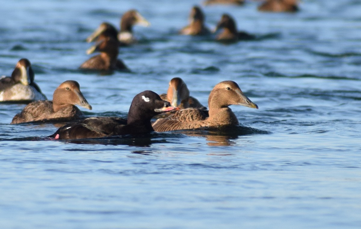 turpan kanadský - ML647866342