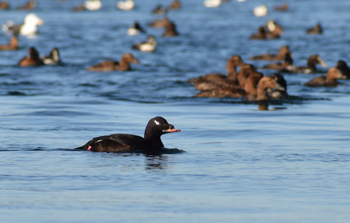 turpan kanadský - ML647866343