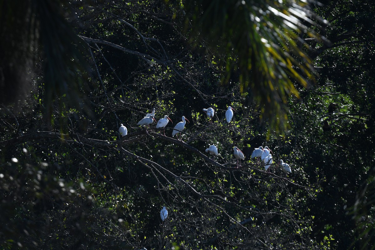 ibis bílý - ML647866344