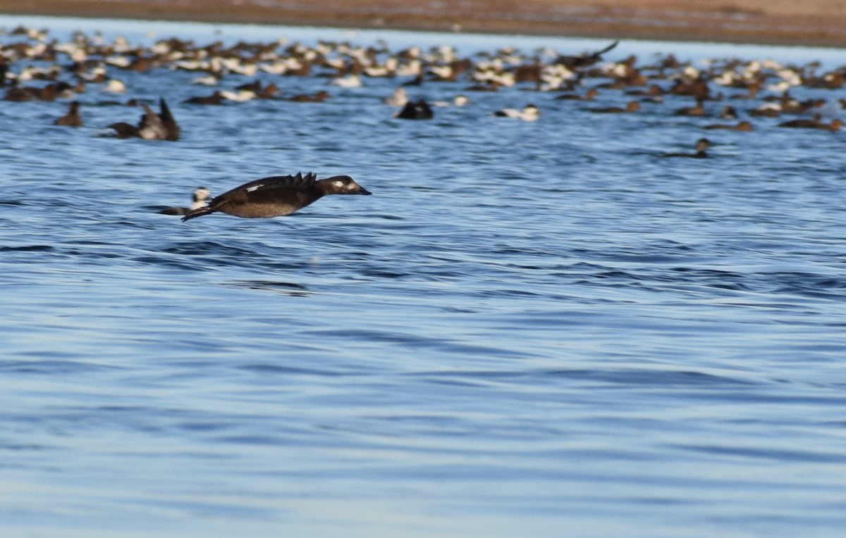 turpan kanadský - ML647866345