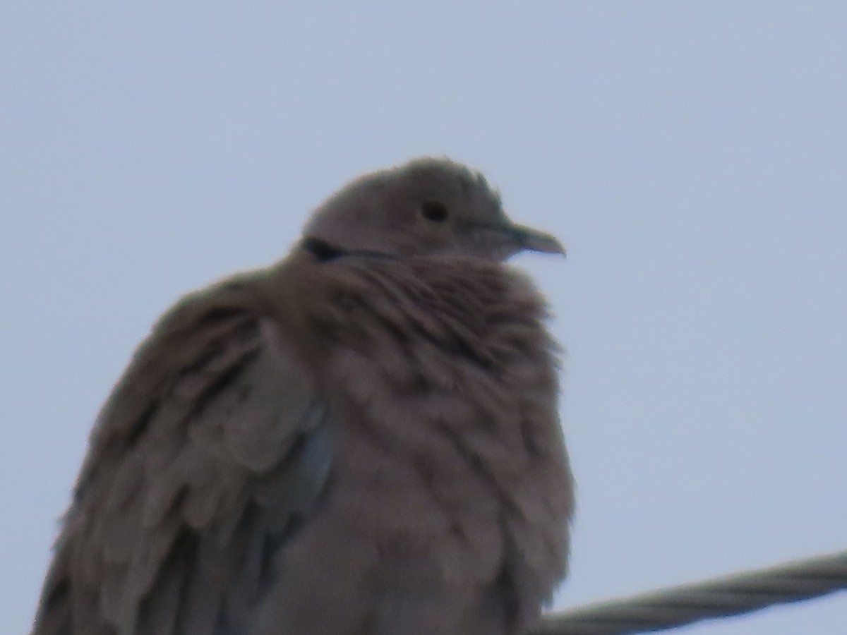 hrdlička zahradní - ML647866346