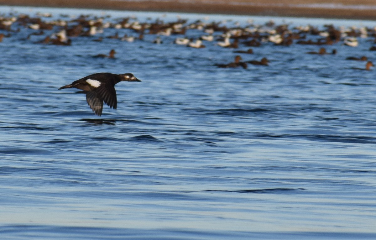 turpan kanadský - ML647866349