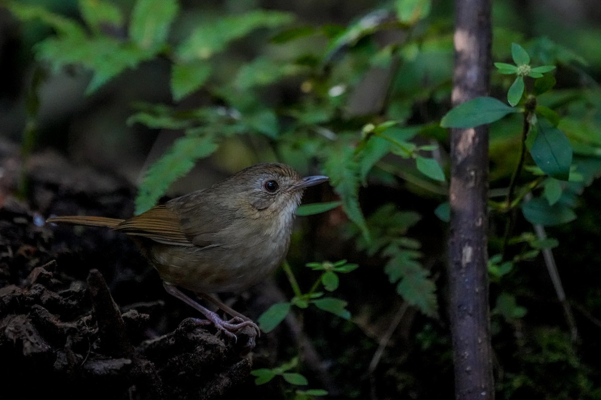 Buff-breasted Babbler - ML647866350