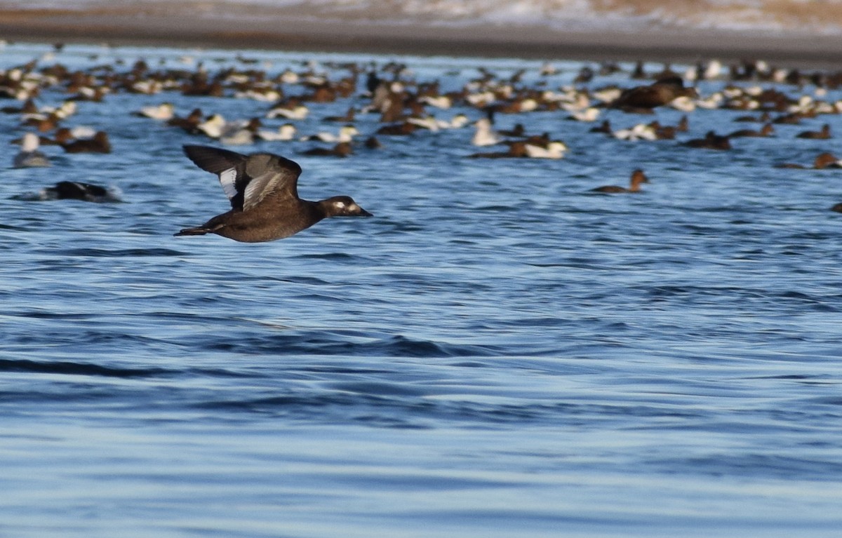 turpan kanadský - ML647866351