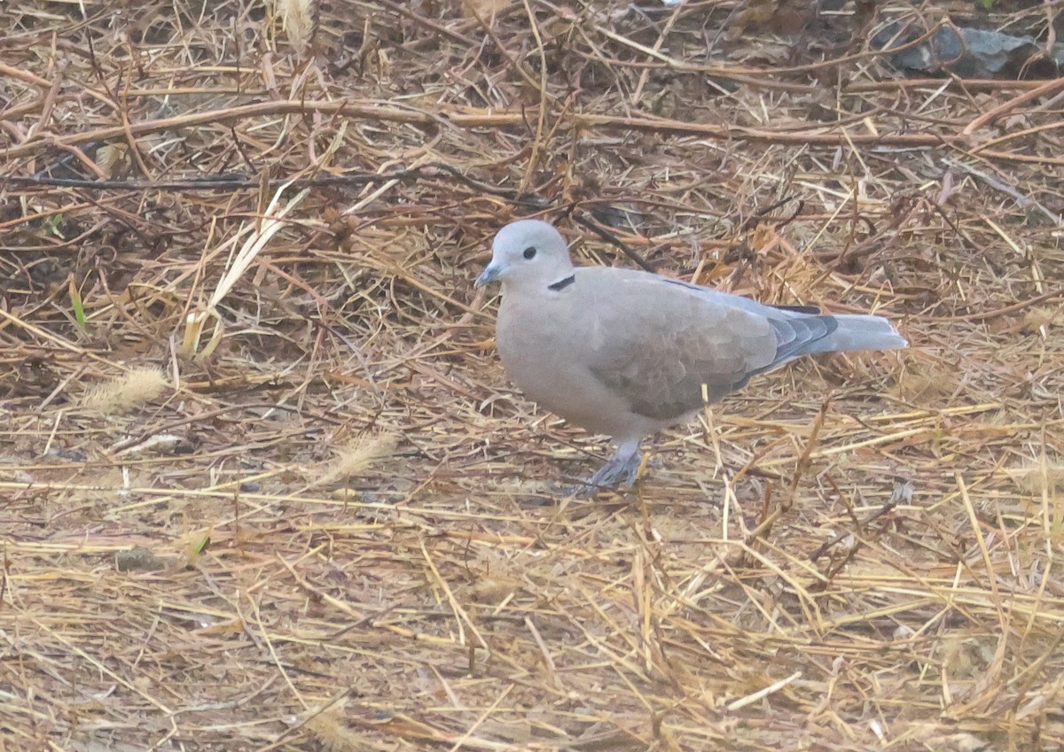 hrdlička jihoasijská - ML647866352