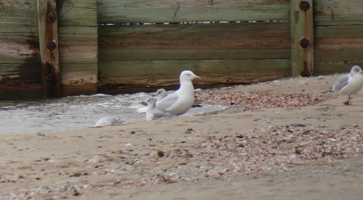 racek šedý - ML647866353