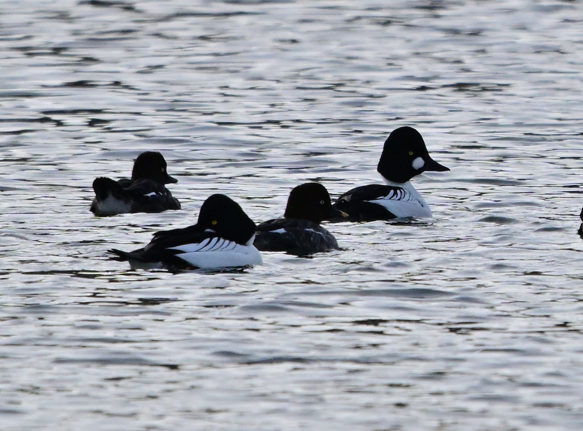 hohol severní - ML647866354