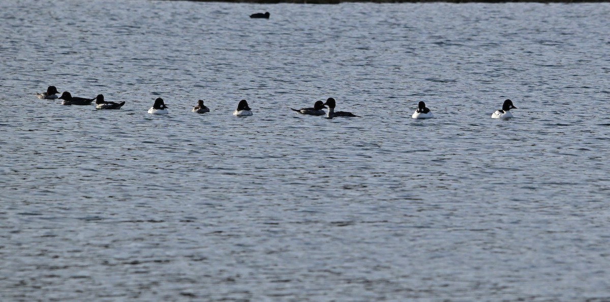 hohol severní - ML647866357