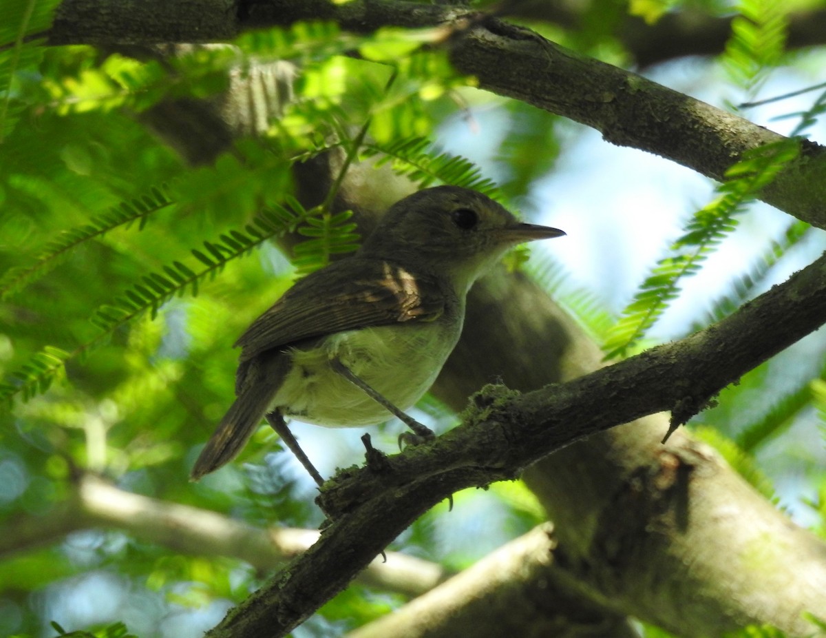 Fulvous-crowned Scrub-Tyrant - ML647866358