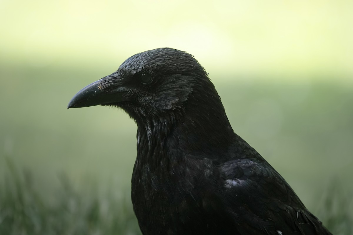 vrána černá - ML647866359