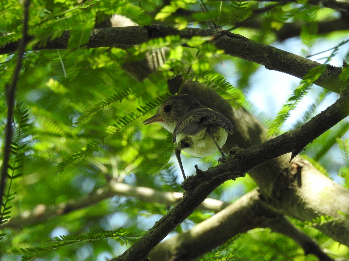 Fulvous-crowned Scrub-Tyrant - ML647866360