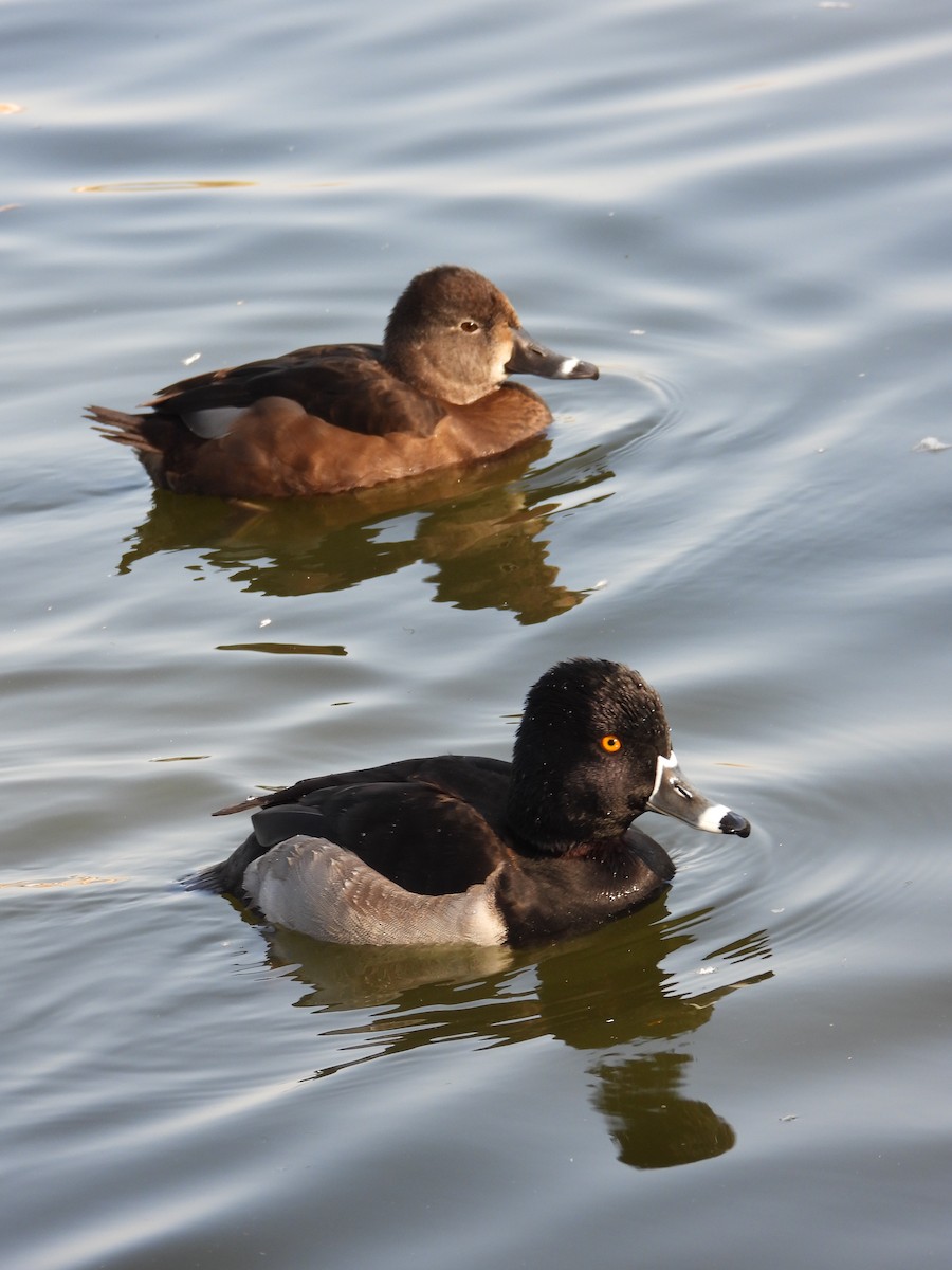 polák proužkozobý - ML647866361