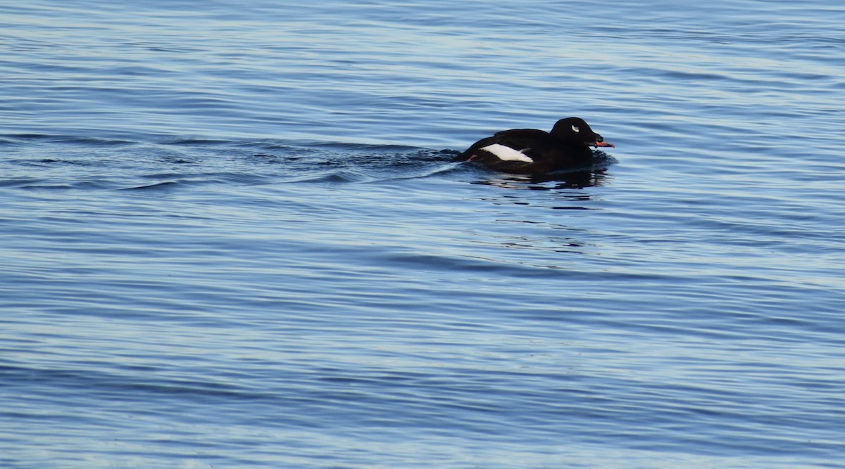 turpan kanadský - ML647866362