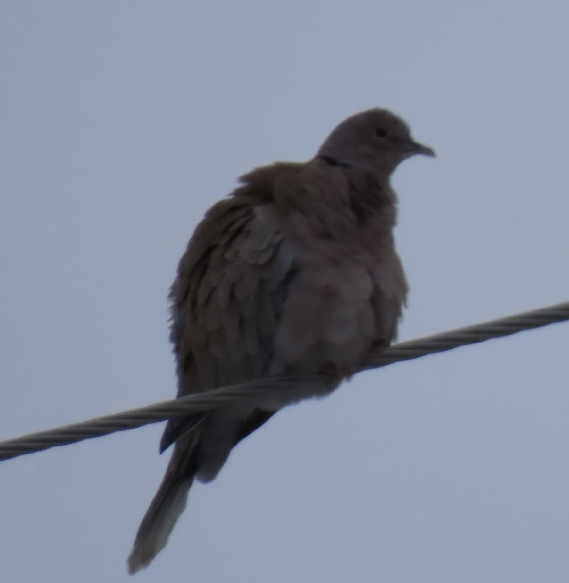 hrdlička zahradní - ML647866367