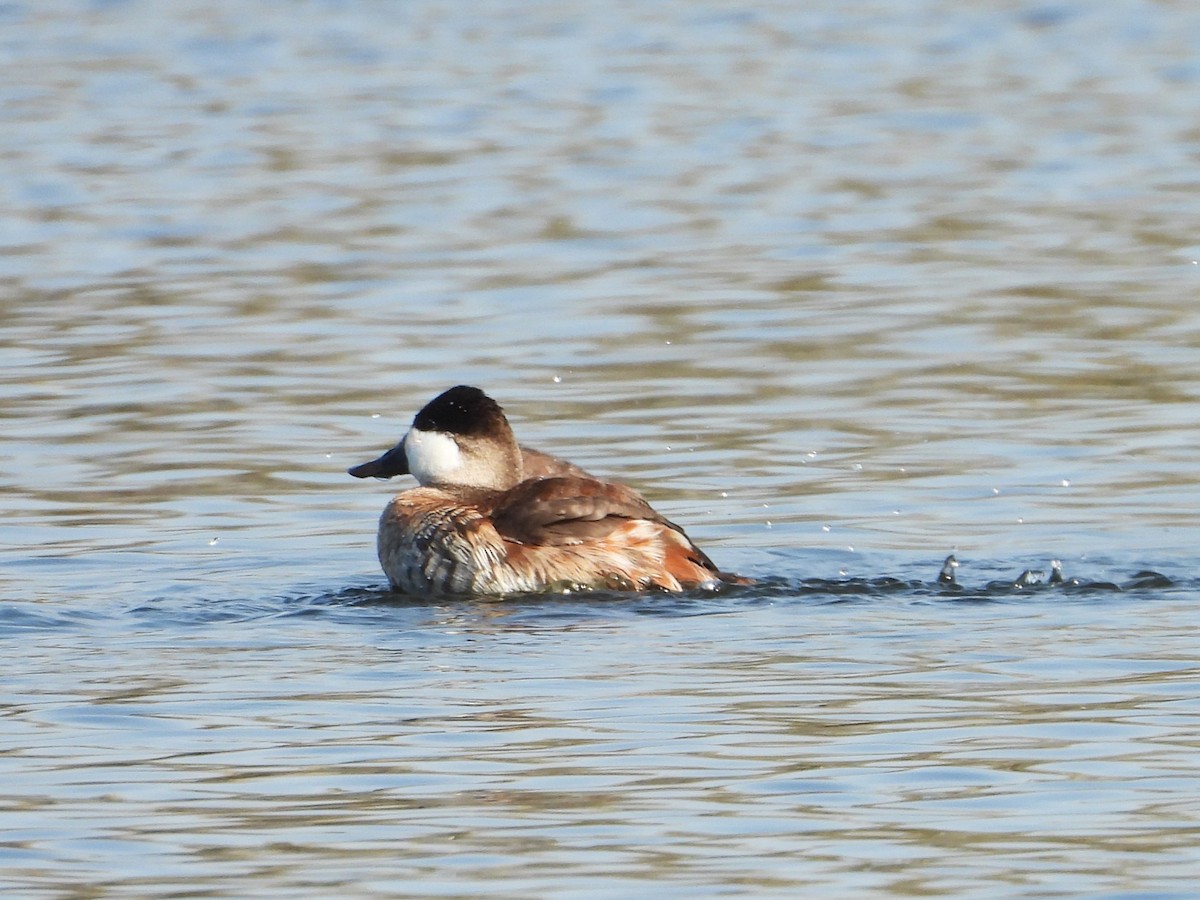 kachnice kaštanová - ML647866368