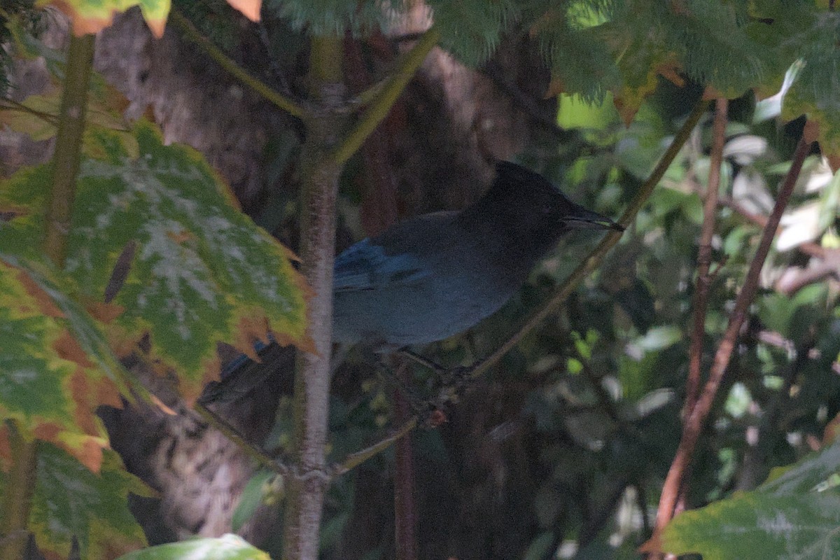 Steller's Jay - ML647866370