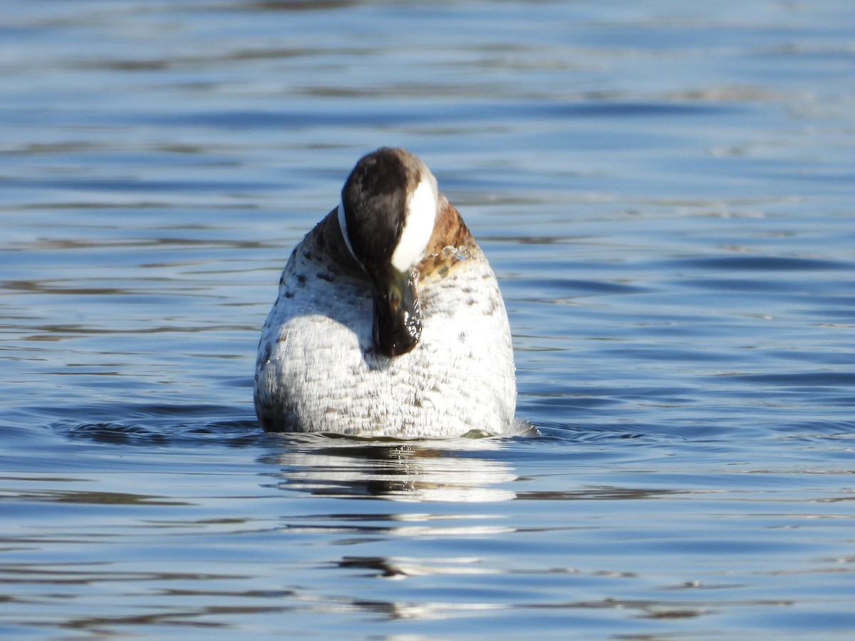 kachnice kaštanová - ML647866373