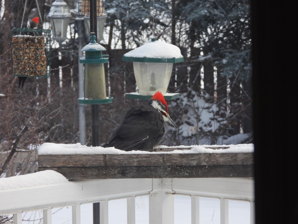 datel chocholatý - ML647866374