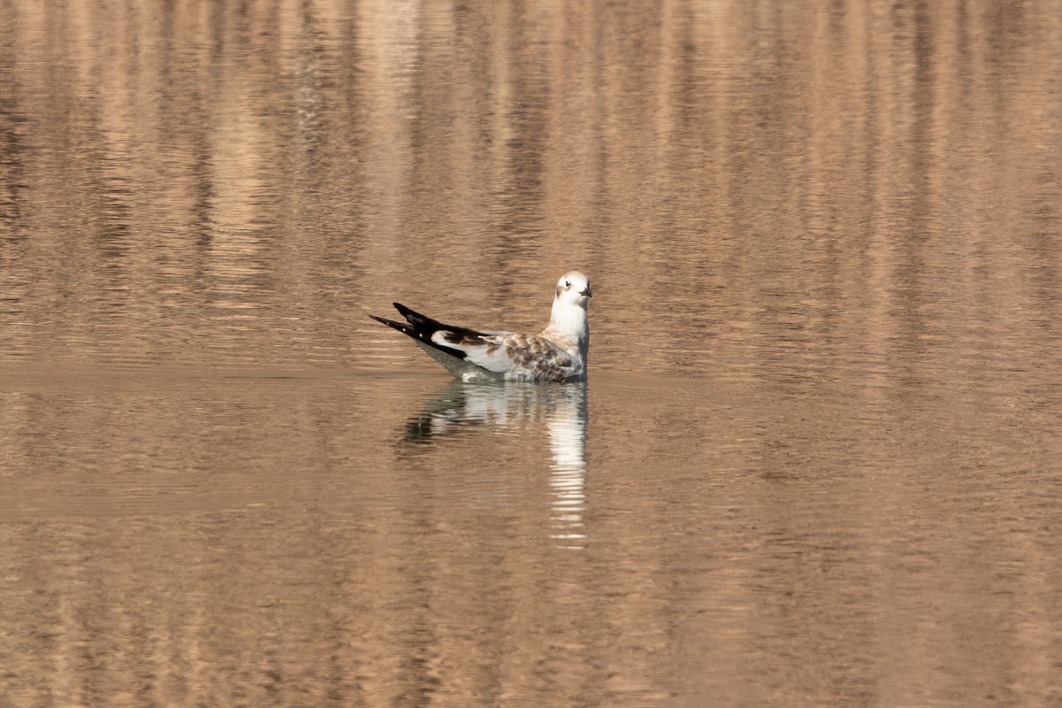 Andean Gull - ML647866381
