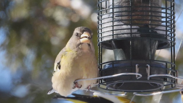 キビタイシメ - ML647866384