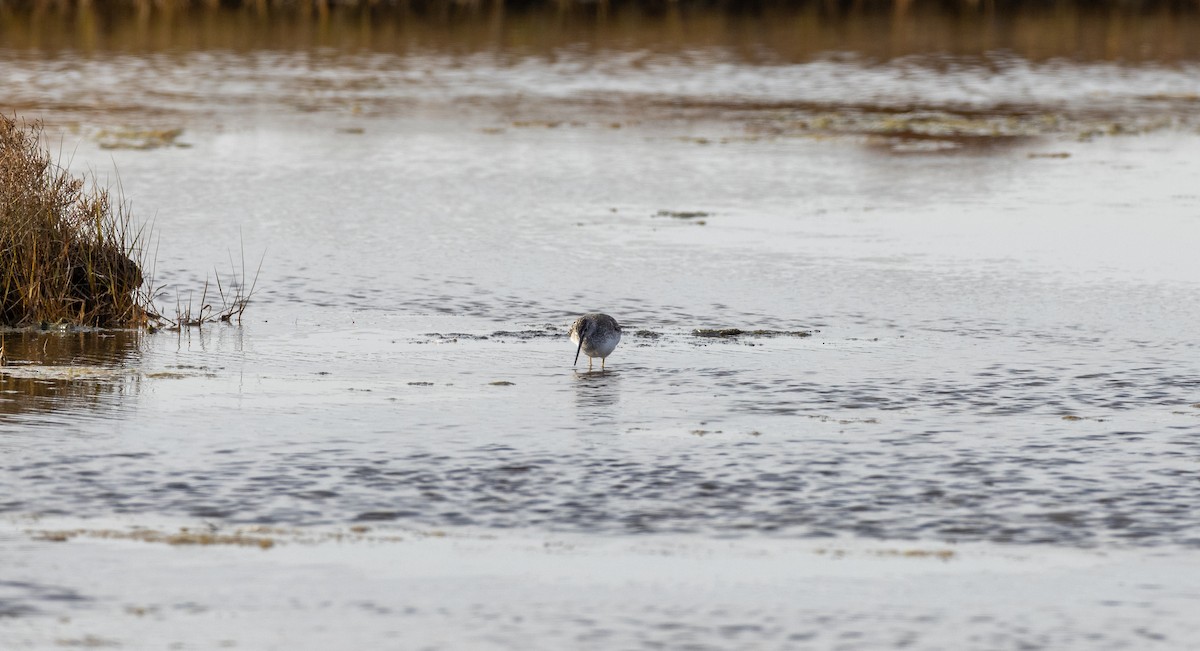 Greater Yellowlegs - ML647866389