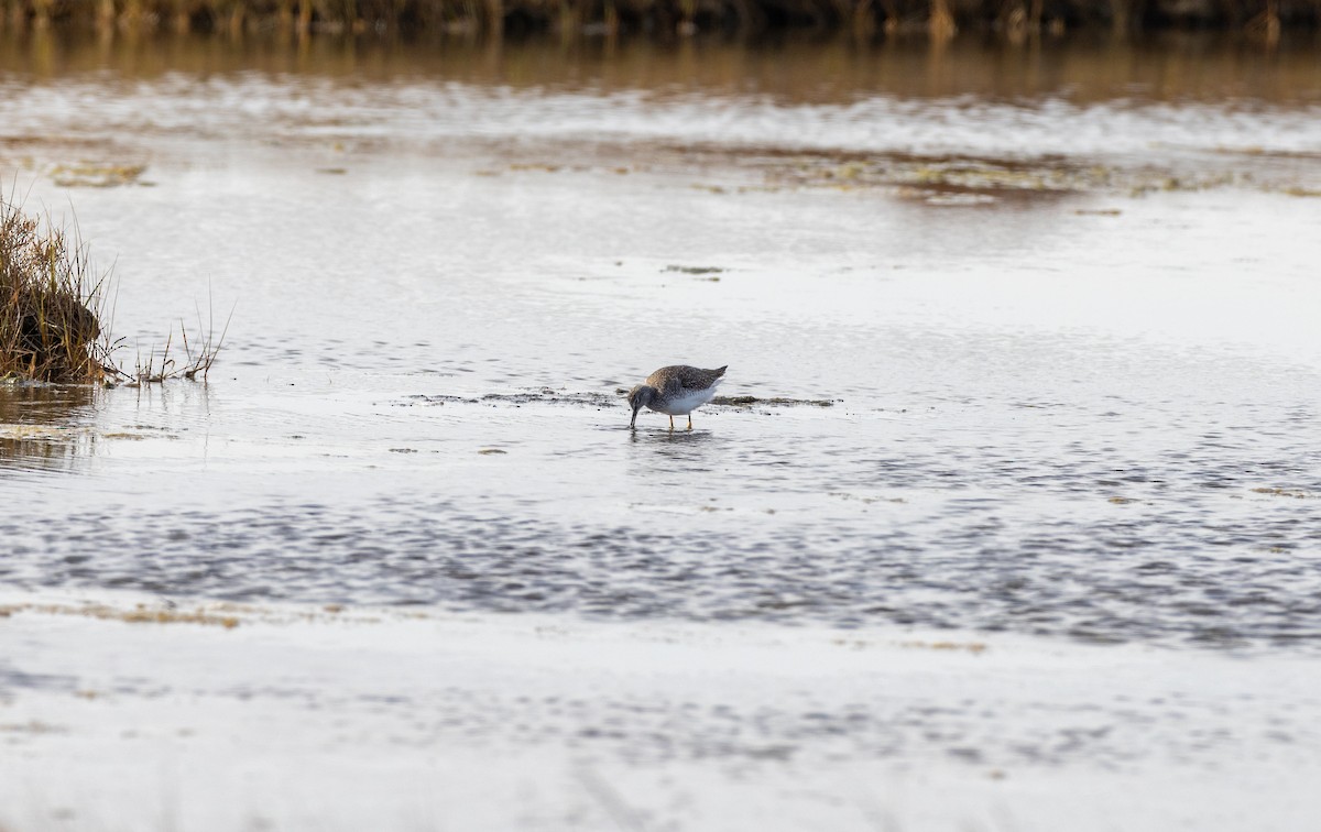 Greater Yellowlegs - ML647866390