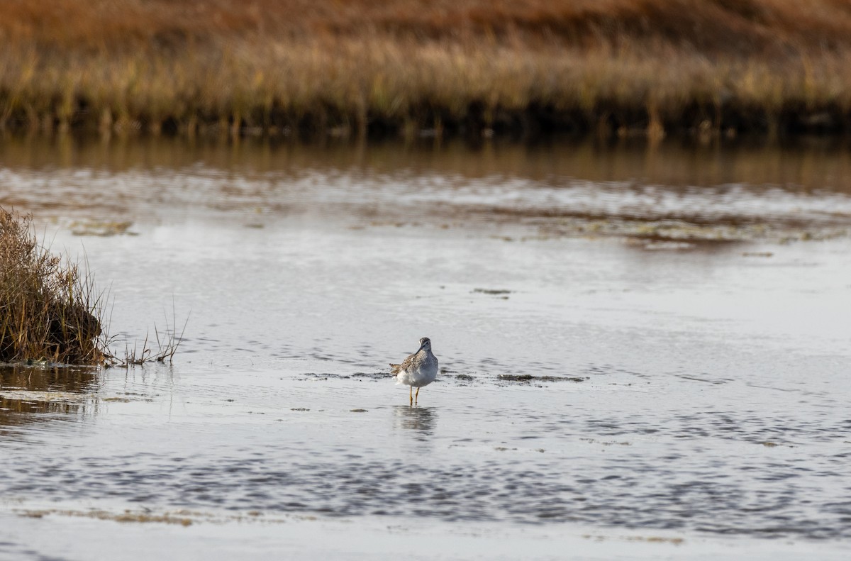 Greater Yellowlegs - ML647866391
