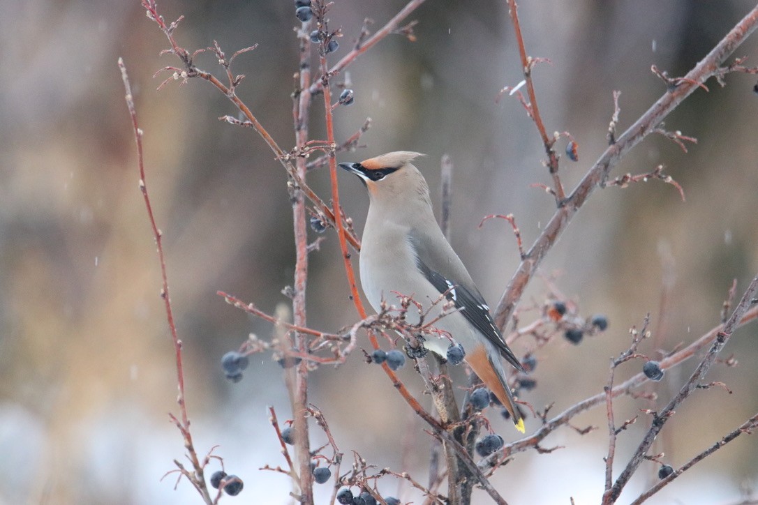 Bohemian Waxwing - ML647866421
